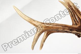 Skull Deer 0048